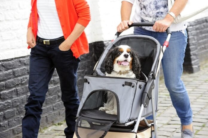 Puppy Stroller Safety